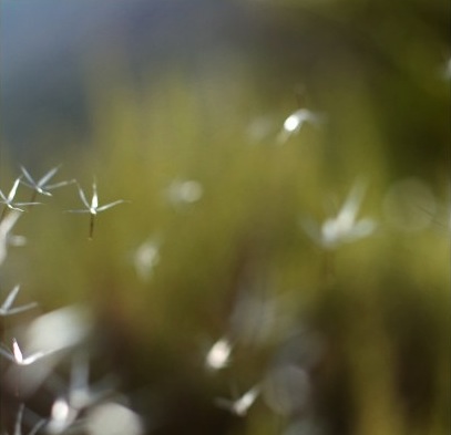 IDM, logreybeam, Type, electronica, electronic music